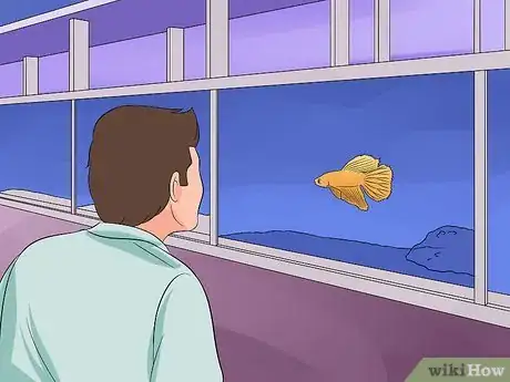 Image titled Help a Betta Fish Live Longer Step 1