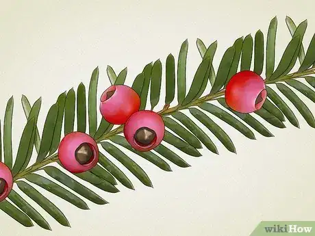 Image titled Identify Common Poisonous Berries in North America Step 14