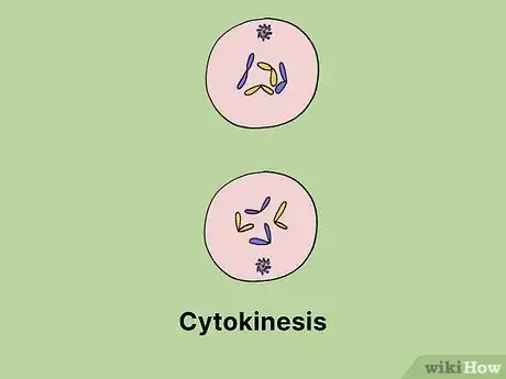 Image titled What Is the Longest Phase of the Cell Cycle Step 10