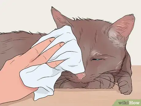 Image titled Keep a Cat Calm During a Move Step 11