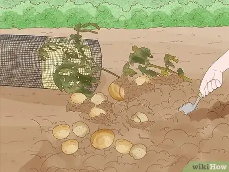 Image titled Grow Potatoes in a Wire Cage Step 14