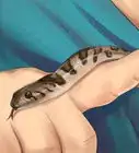 Get a Pet Snake