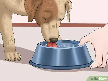 Image titled Keep a Dog From Throwing Up Step 8