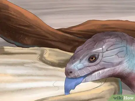 Image titled Take Care of a Five Lined Skink Step 13