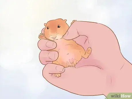 Image titled Care for Dwarf Hamsters Step 14