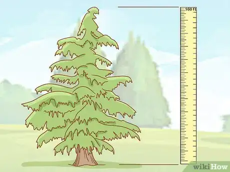 Image titled Identify Cedar Trees Step 4