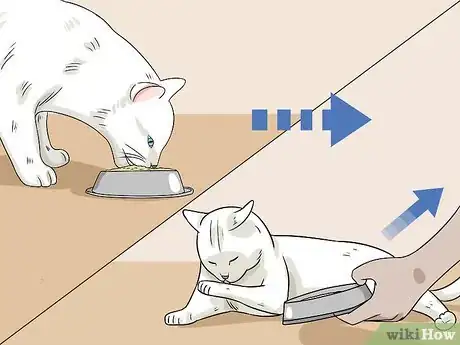 Image titled Feed a Diabetic Cat Step 10