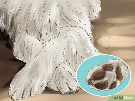 Image titled Identify an Australian Shepherd Step 9