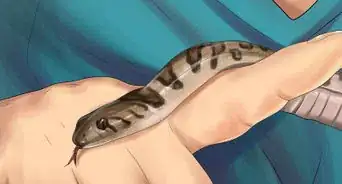 Get a Pet Snake