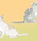 Identify Cats