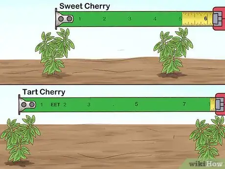 Image titled Grow Cherries Step 9