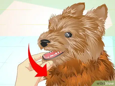 Image titled Keep Your Yorkie's Teeth Clean Step 5