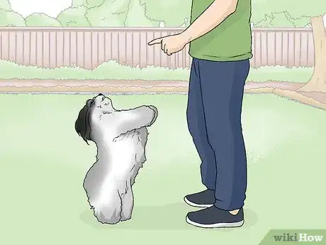 Image titled Identify a Havanese Step 10