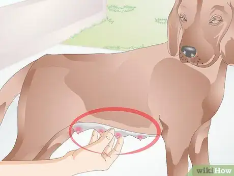 Image titled Treat Mastitis in Dogs Step 10