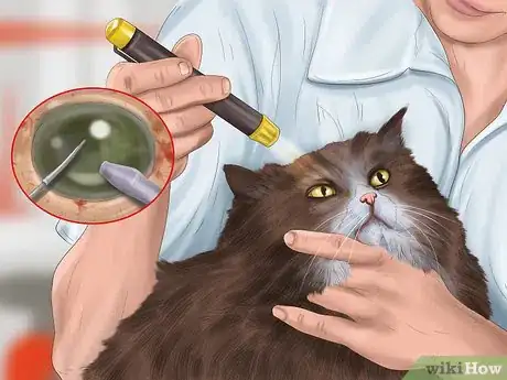 Image titled Diagnose Feline Cataracts Step 11