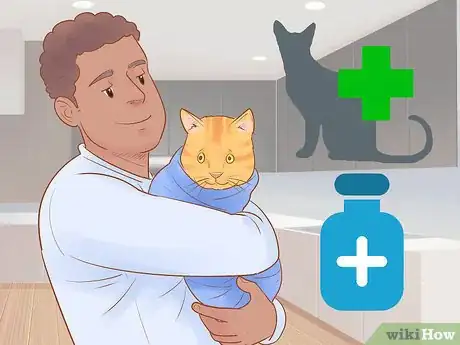 Image titled Identify and Treat Liver Shunts in Cats Step 10