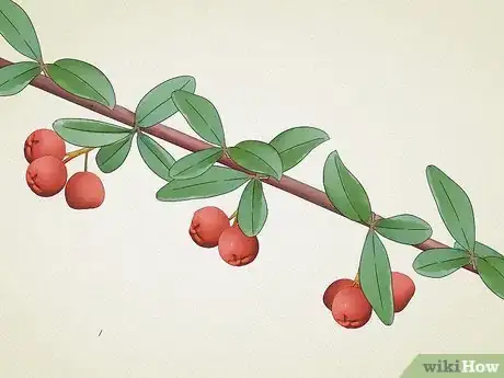 Image titled Identify Common Poisonous Berries in North America Step 18