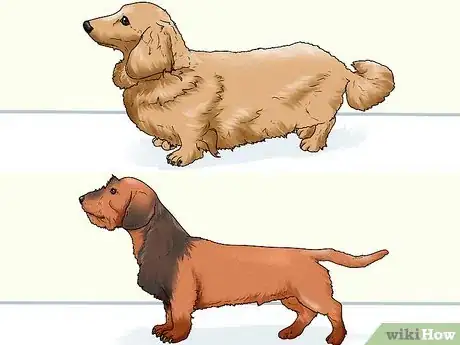 Image titled Identify a Dachshund Step 7