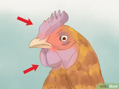 Image titled Tell if a Chicken is Sick Step 6