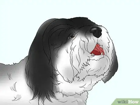 Image titled Identify a Havanese Step 15