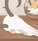 Clean a Deer Skull