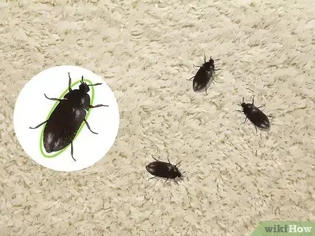 Image titled Identify Beetles Step 13