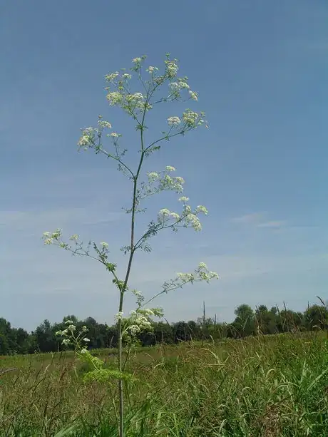 Image titled Poison Hemlock