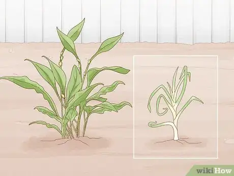 Image titled Keep Aphids Away Using Eco Friendly Methods Step 11