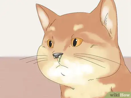 Image titled Stop Chronic Nasal Discharge in Cats Step 8