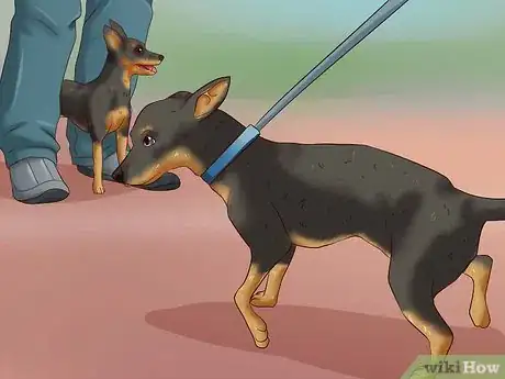 Image titled Care for a Miniature Pinscher Step 7