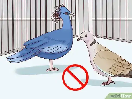 Image titled Choose Pet Doves Step 5