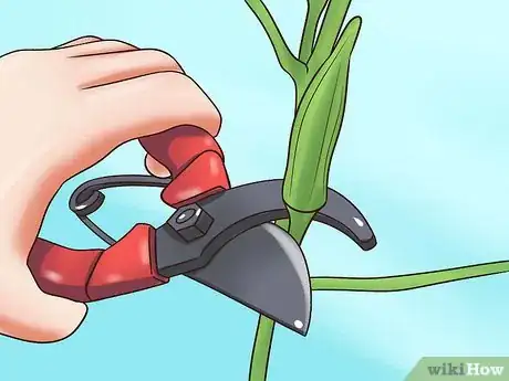 Image titled Grow Okra Step 11