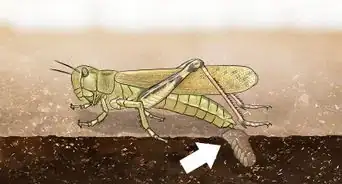 Determine the Sex of a Grasshopper