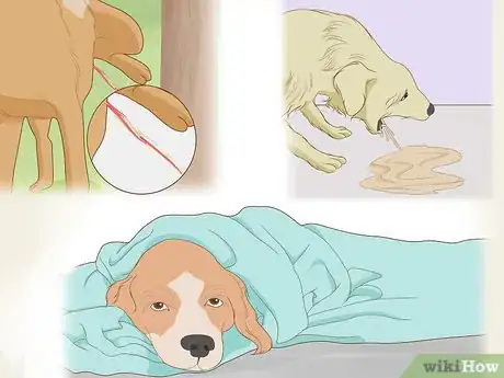 Image titled Prevent Kidney Stones in Dogs Step 9