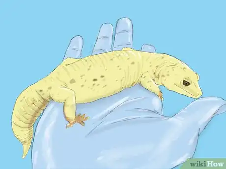 Image titled Care for a Wounded Leopard Gecko Step 1