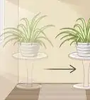 Care for a Spider Plant