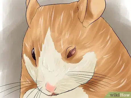 Image titled Determine if Your Hamster Is Blind Step 4