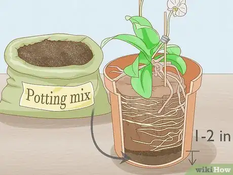 Image titled Save an Orchid from Root Rot Step 10