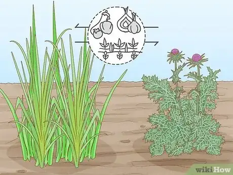 Image titled Onion Companion Plants Step 16