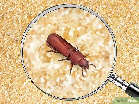 Image titled Identify Beetles Step 19