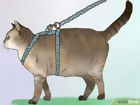 Image titled Make a Harness for Your Fat Cat Step 22