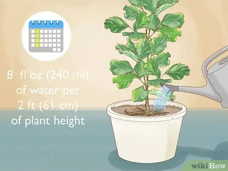 Image titled Repot a Fiddle Leaf Fig Step 12