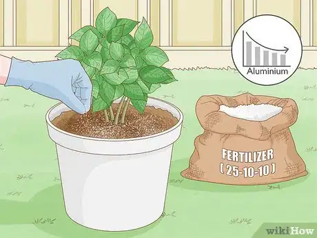 Image titled Plant Hydrangeas Step 15