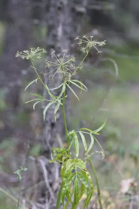 Image titled Siuam suave Water Parsnip