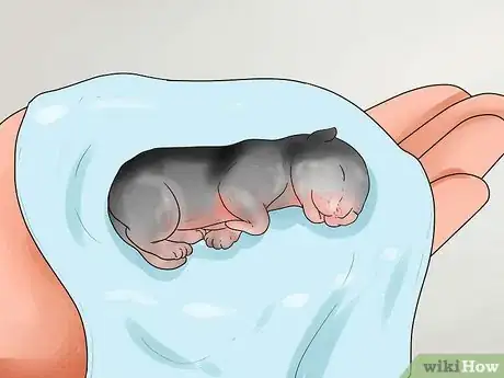 Image titled Take Care of Premature Newborn Kittens Step 1