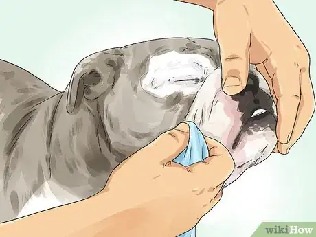 Image titled Clean a Bulldog's Face Folds Step 7