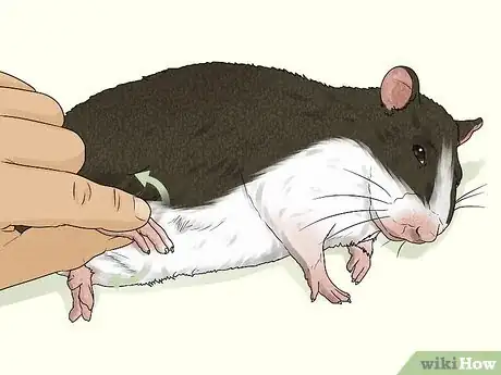 Image titled Care for a Rat That Had a Stroke Step 4