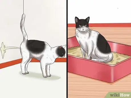 Image titled Stop a Male Cat from Spraying Step 1