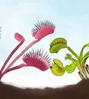 Grow a Venus Flytrap