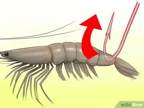 Image titled Hook a Shrimp Step 3Bullet3